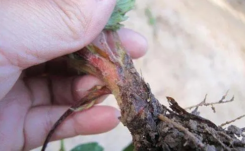 <b>草莓种植秘籍：草莓烂根原因防治攻略，助你种出甜美果实</b>