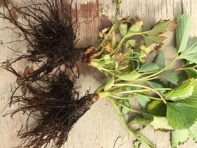 草莓种植秘籍:草莓烂根原因防治攻略,助你种出甜美果实