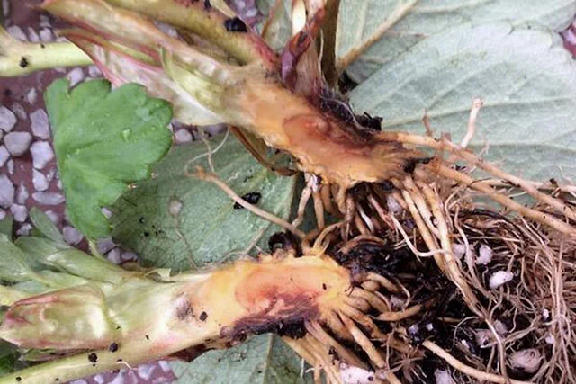 草莓种植秘籍:草莓烂根原因防治攻略,助你种出甜美果实