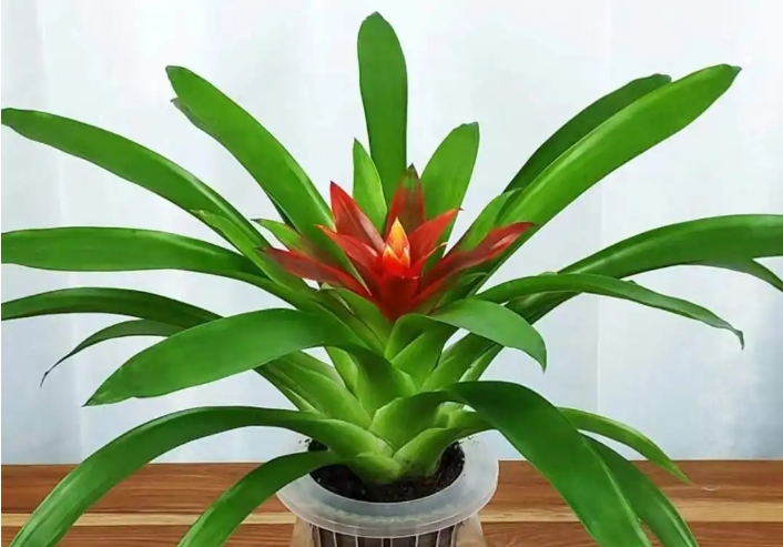 <b>绿色奇迹，花期悠长——鸿运当头花如何保持长时间的美丽绽放？</b>