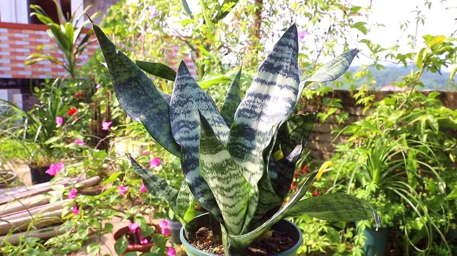虎皮兰是不是兰花?虎皮兰与兰花的异同点知识科普