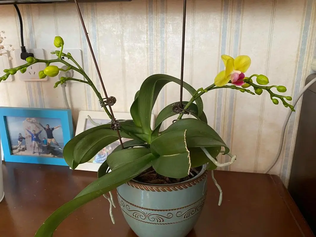 蝴蝶兰开花加速器!一键解锁蝴蝶兰快速开花养护法,让美丽不再等待!