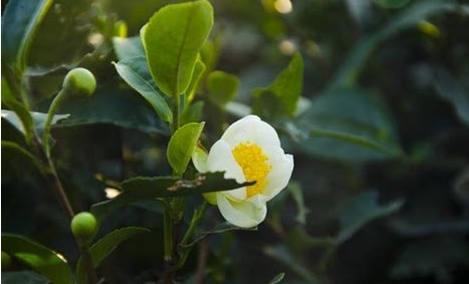 <b>茶花-茶之名，花之美一花两世界：茶香与花韵的完美融合！</b>