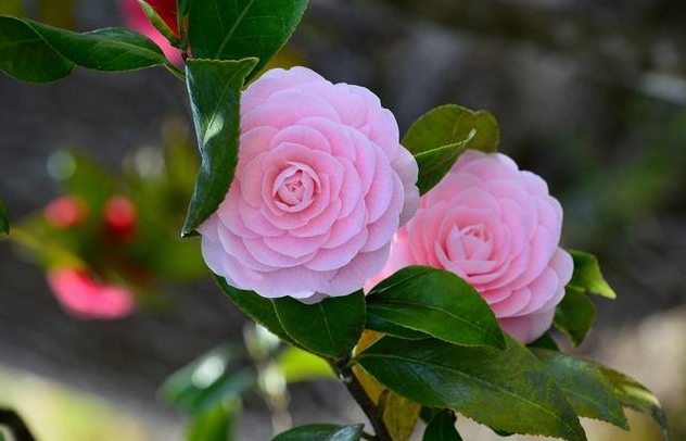 茶花-茶之名,花之美一花两世界:茶香与花韵的完美融合!
