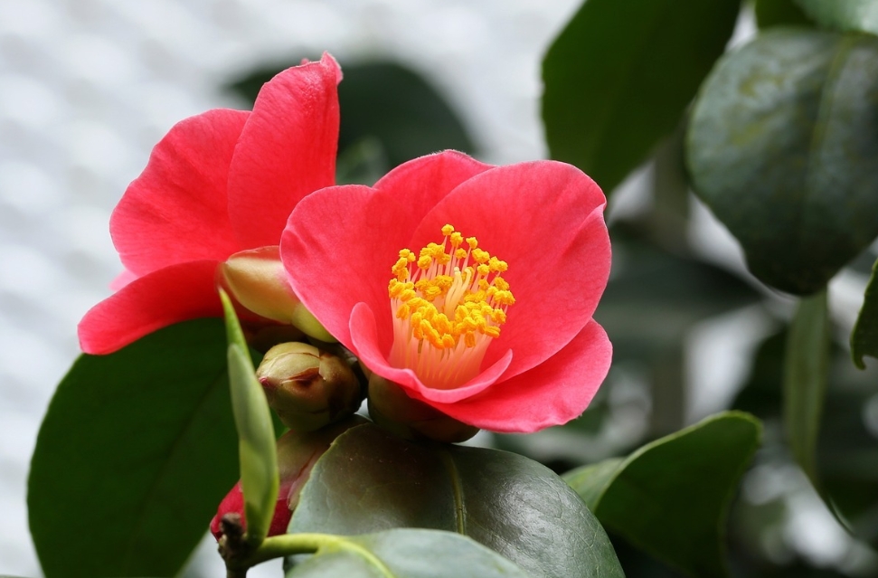 茶花-茶之名,花之美一花两世界:茶香与花韵的完美融合!