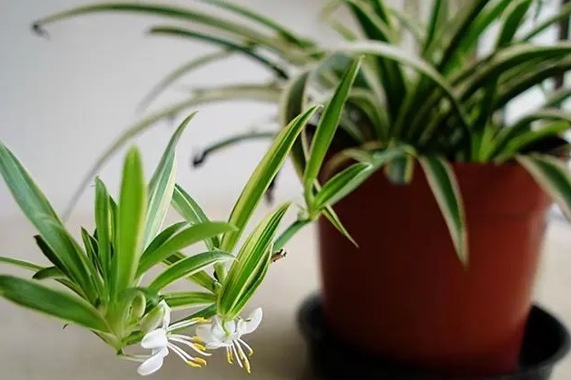 <b>植物界的身份迷思：吊兰，你究竟是不是兰花家族的一员？</b>