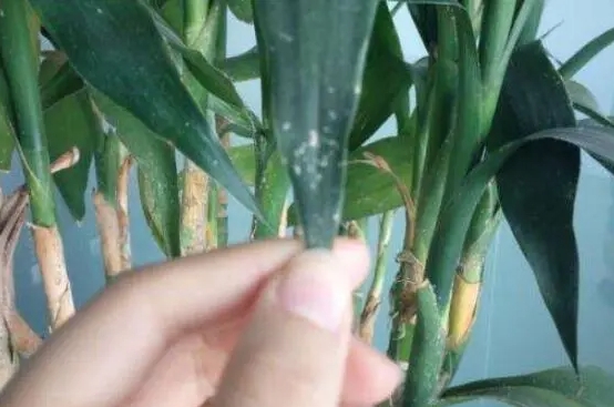 <b>告别富贵竹白斑病困扰，富贵竹健康养护生长的终极解决方案</b>