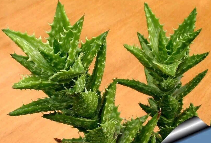 <b>多肉or非多肉？芦荟的身份之争，一篇文章带你彻底搞清！</b>