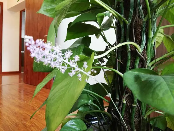 绿萝竟然能开花?这些养护技巧你必须知道