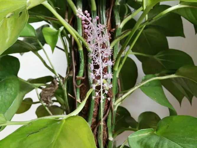 绿萝竟然能开花?这些养护技巧你必须知道
