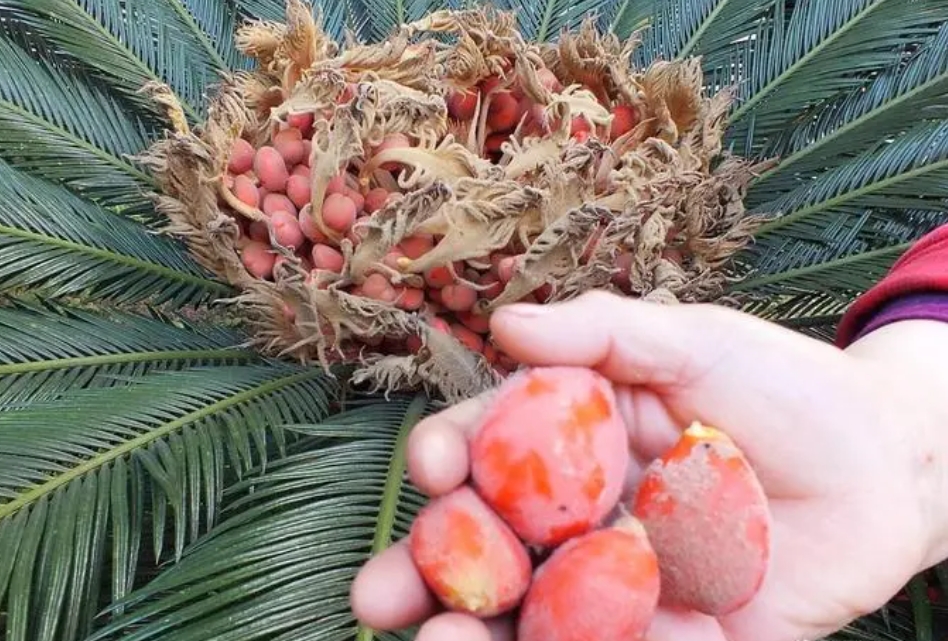 铁树果实也能变绿洲?种植攻略揭秘,从选种到养护,一步不落!