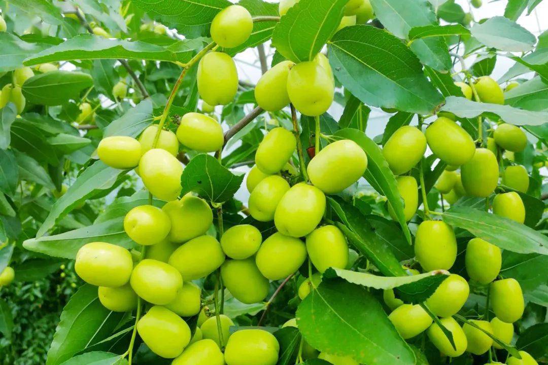 蜜枣种子能否播种生长?蜜枣种植新技能甜蜜自己造!