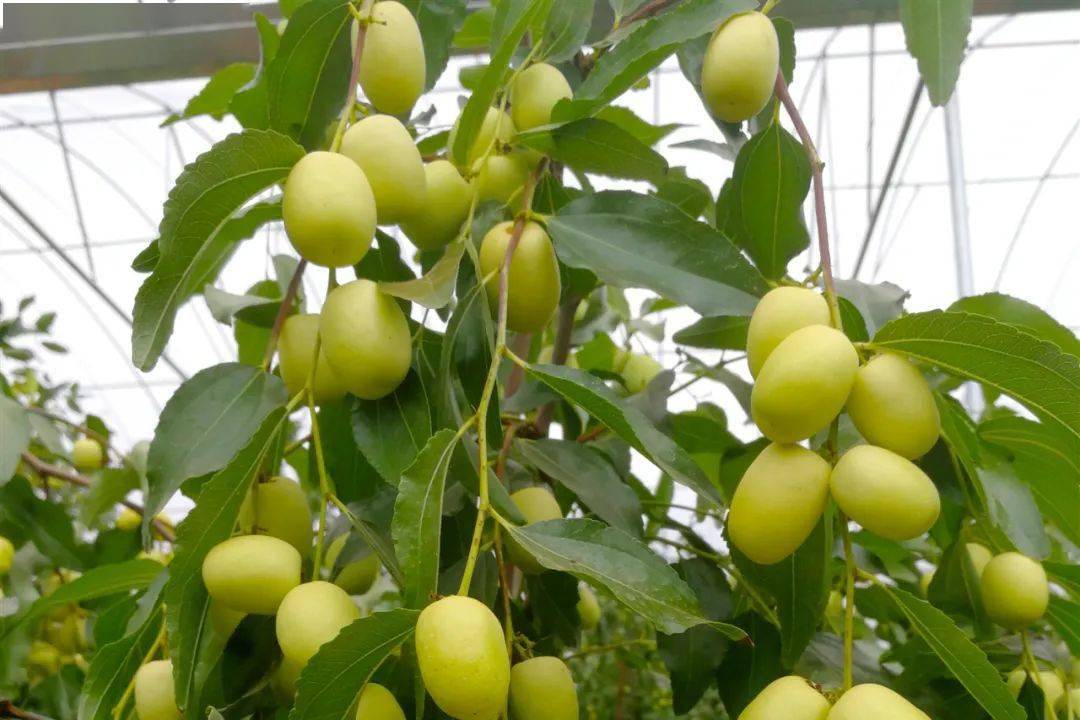 蜜枣种子能否播种生长?蜜枣种植新技能甜蜜自己造!