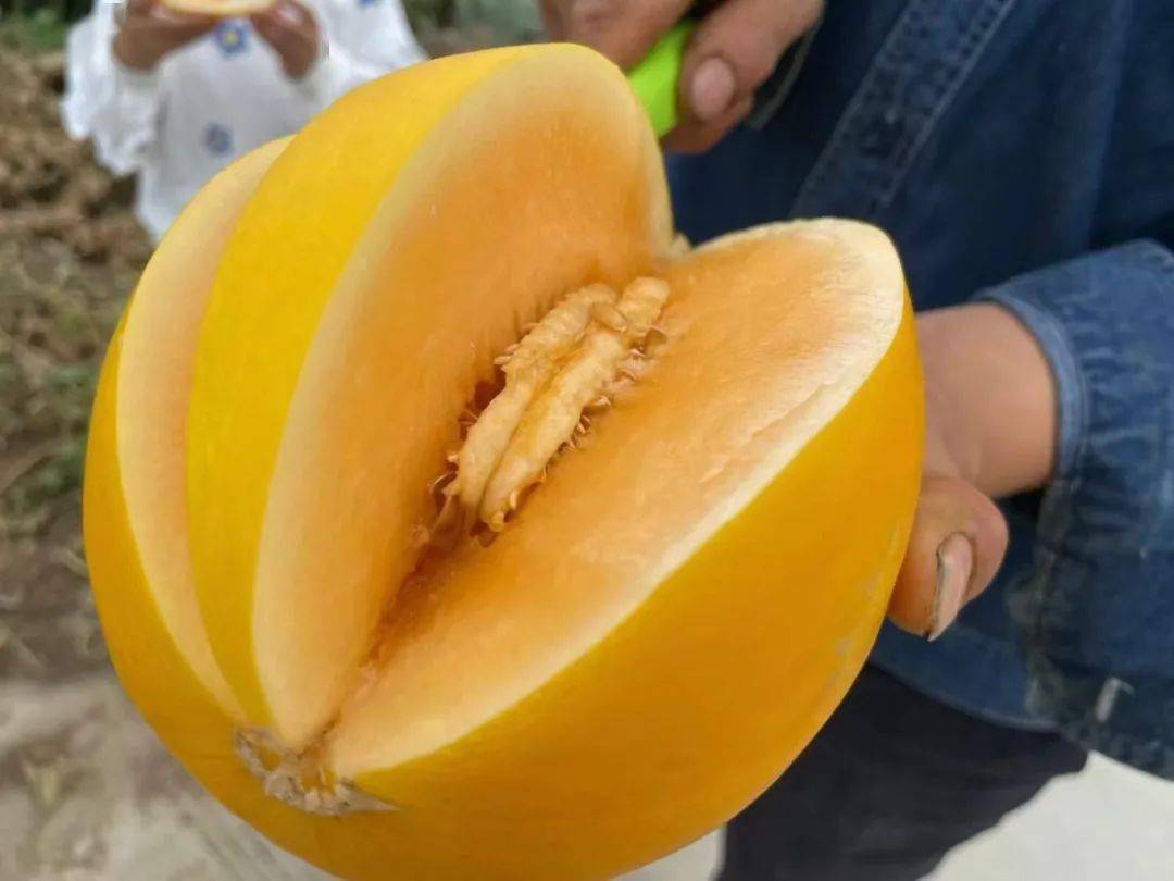 掌握黄河蜜瓜挑选方法秘籍,让你的黄河蜜瓜甜到心坎的味蕾盛