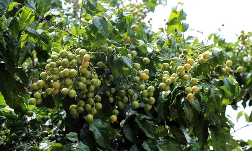 黄皮果树施肥最佳施肥方案:精准施肥让果实更甜美产量翻倍!