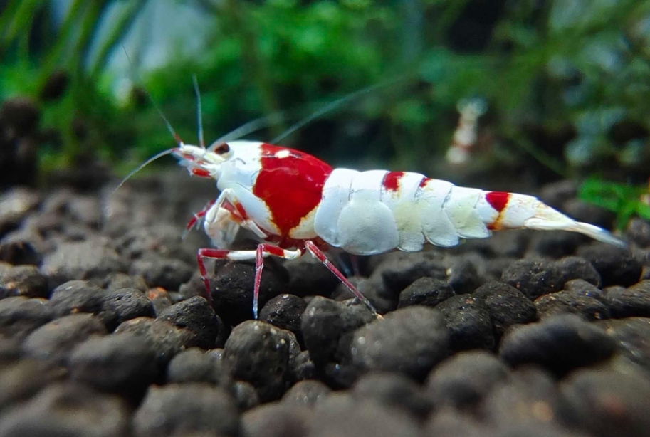 水晶虾养殖的艺术:掌握关键要点,打造生态平衡的梦幻虾屋!