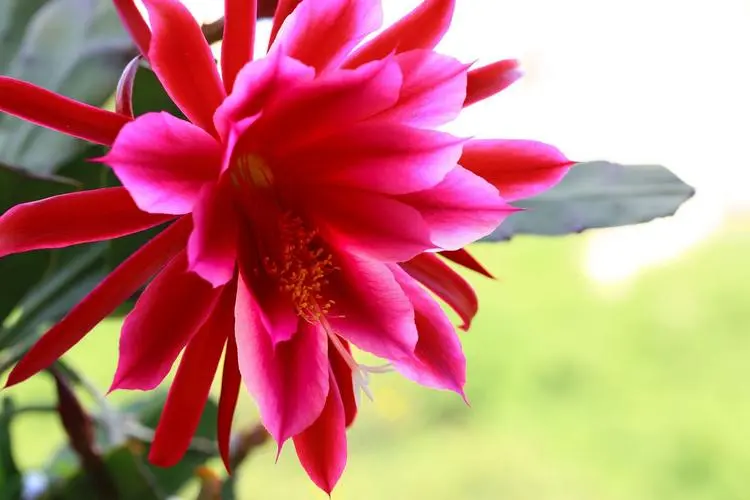 一夜之间,惊艳不同!令箭花与昙花的区别你了解多少?