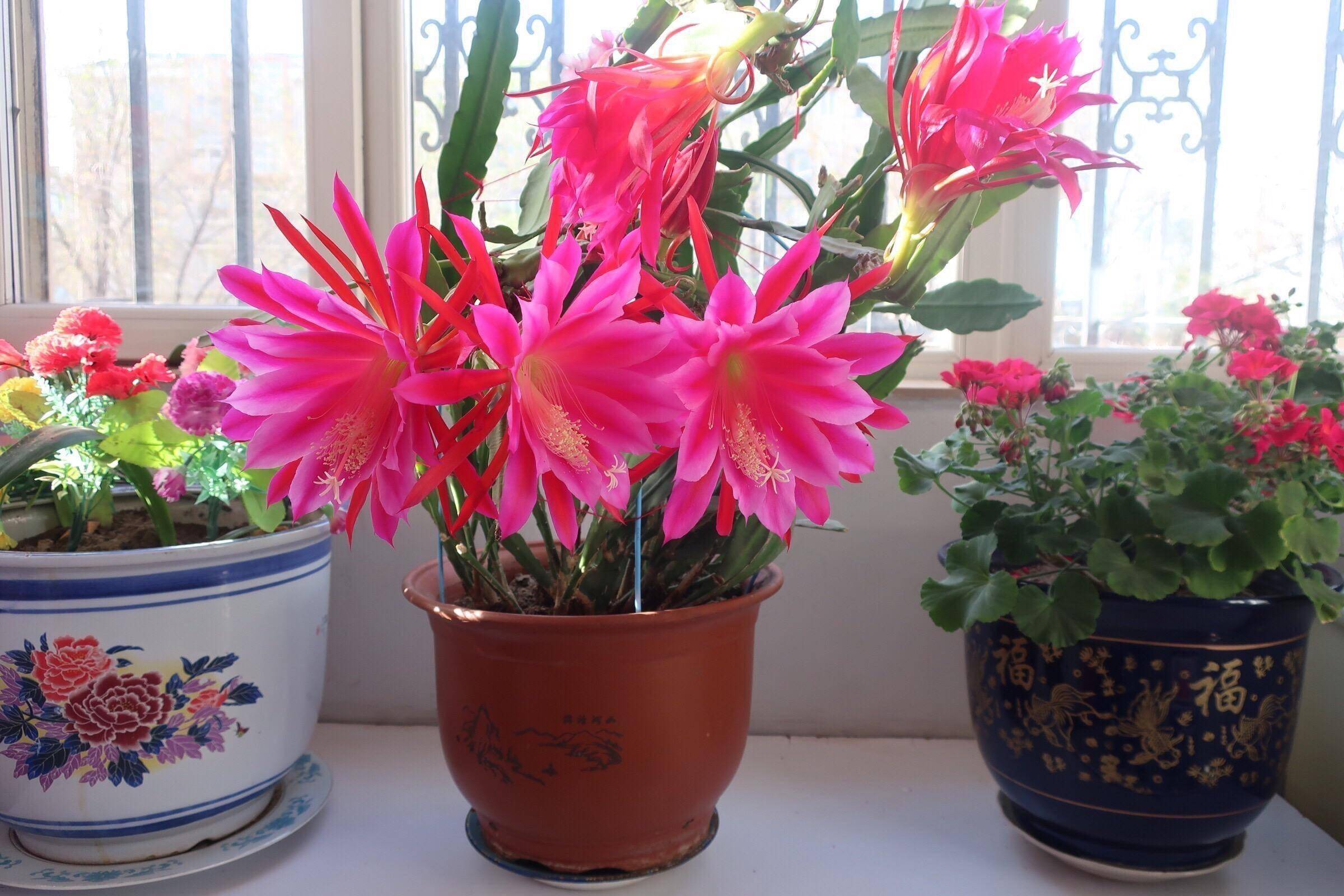 一夜之间,惊艳不同!令箭花与昙花的区别你了解多少?