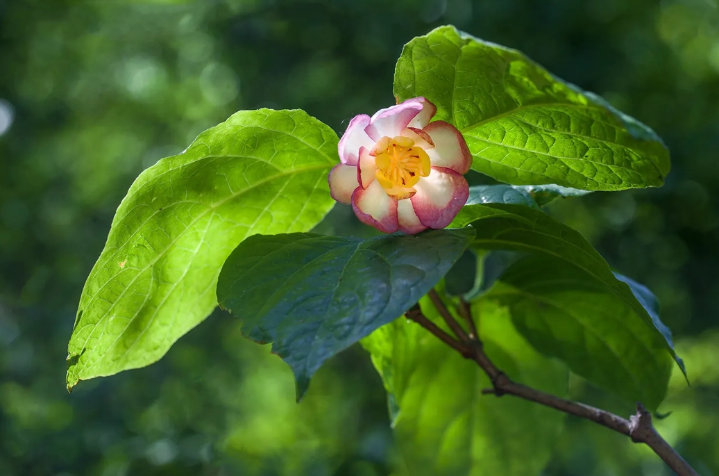 从夏到冬,蜡梅双骄:夏蜡梅与腊梅的区别绝美碰撞