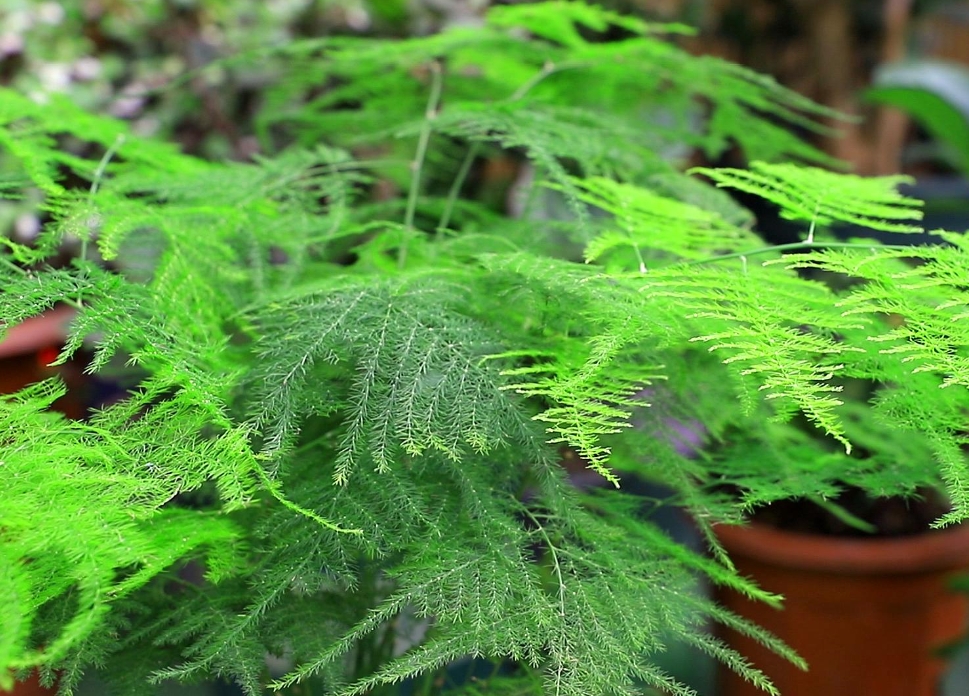 <b>文竹王国解锁不为人知的多样品种，每一株都是自然界的艺术品</b>