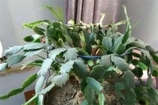 拯救蟹爪兰叶子干巴巴:揭秘叶子变薄变软真相,重拾生机秘籍!
