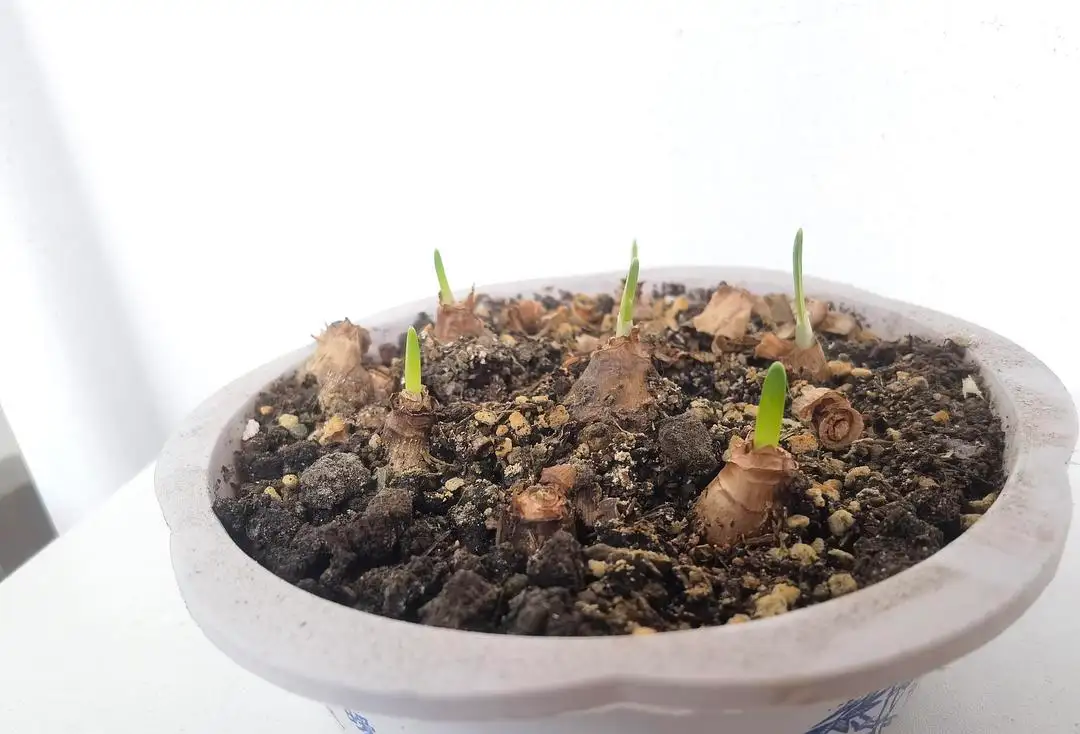 水仙花生长速度大挑战:揭秘最快发芽开花秘籍。