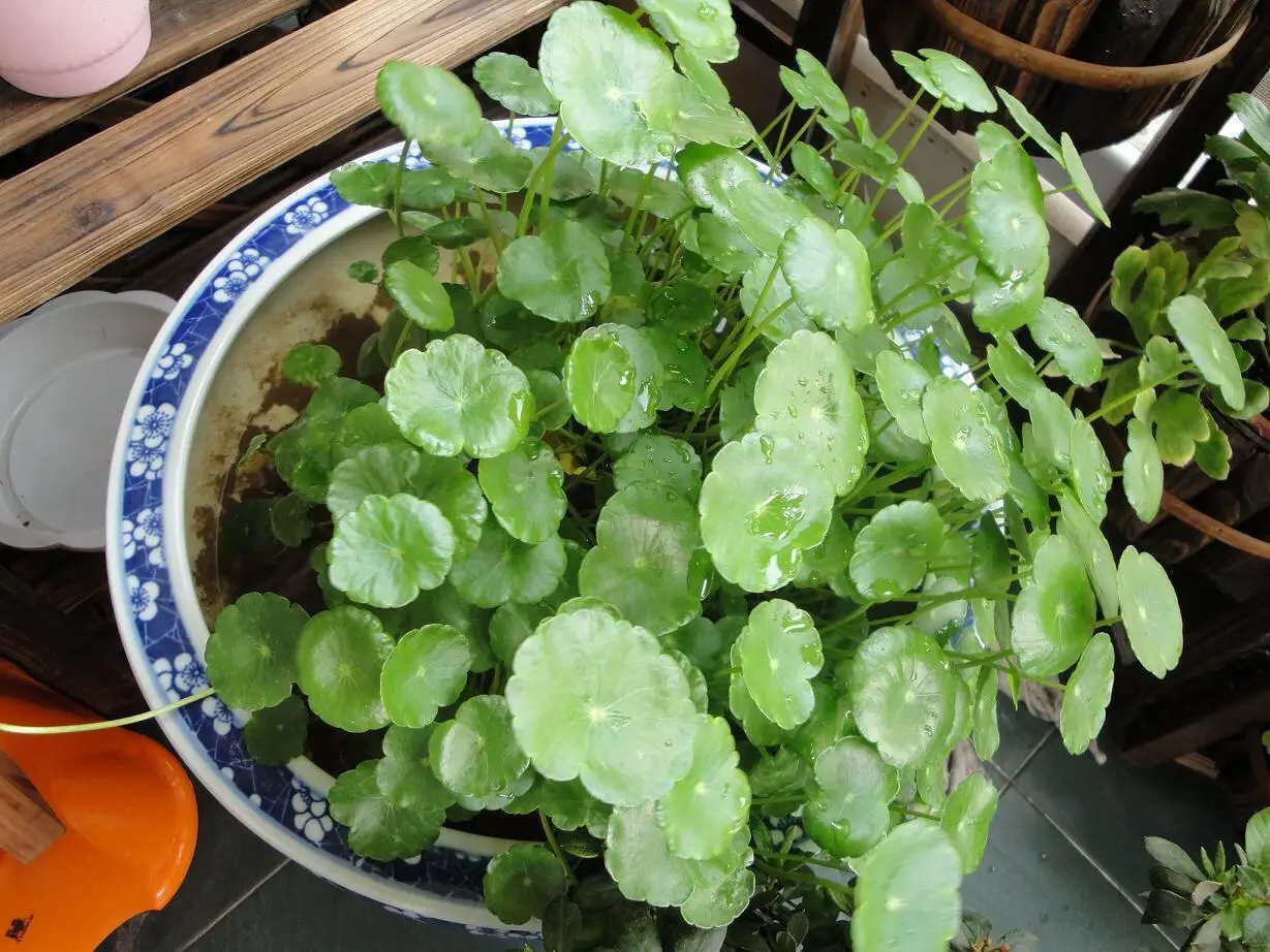 绿色风暴来袭!铜钱草水培爆盆大法,让家居空间焕发勃勃生机!