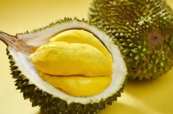 榴莲为何臭味飘扬?科学解析榴莲隐藏的自然智慧与馈赠!