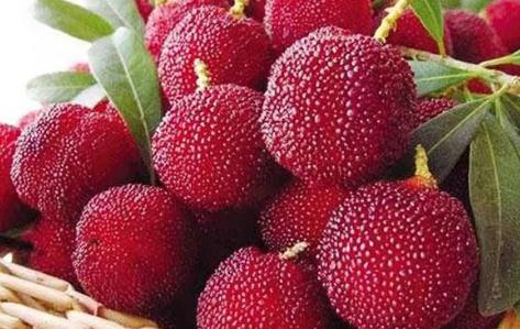 <b>杨梅好吃到犯规！品尝杨梅味道，解锁味蕾夏日风情！</b>