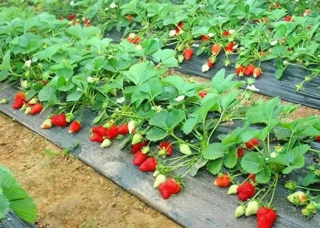 <b>草莓种植秘籍：选对时间，让每一颗果实都爆发出极致美味！</b>
