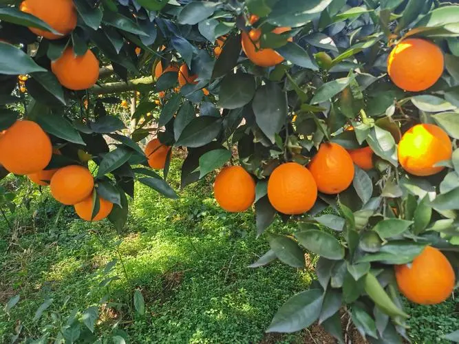 橙子何时最诱人?了解橙子成熟季节的秘密,让味蕾与大自然同步起舞!
