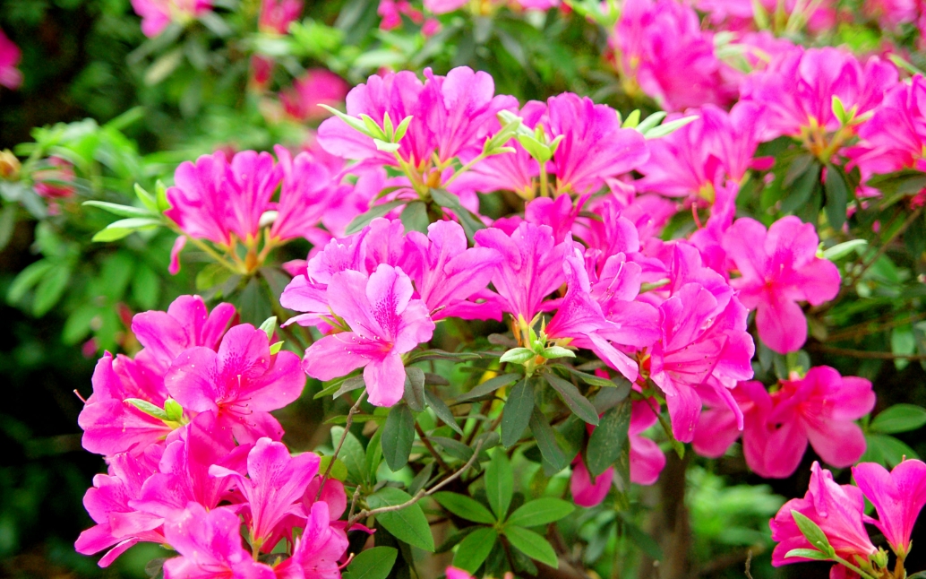 杜鹃花花语之美,寓意深远——一场关于爱与忠诚的花意盛宴!