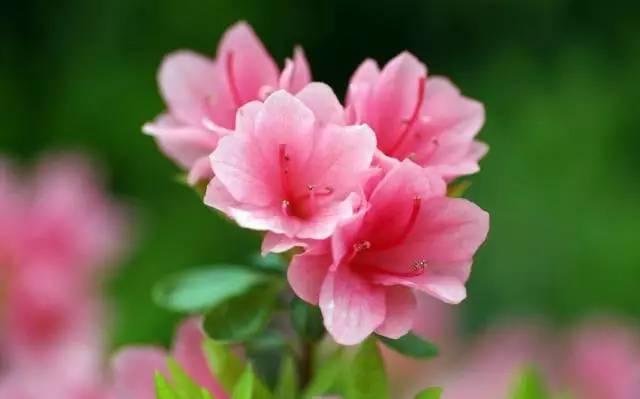 杜鹃花花语之美,寓意深远——一场关于爱与忠诚的花意盛宴!
