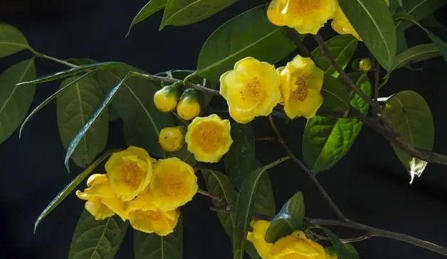 <b>金花茶之谜：开花盛宴VS花苞珍藏，哪个才是泡水养生王道？</b>