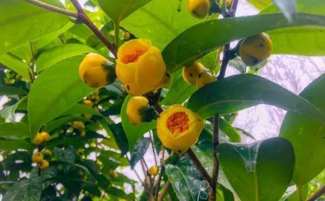 金花茶之谜:开花盛宴VS花苞珍藏,哪个才是泡水养生王道?