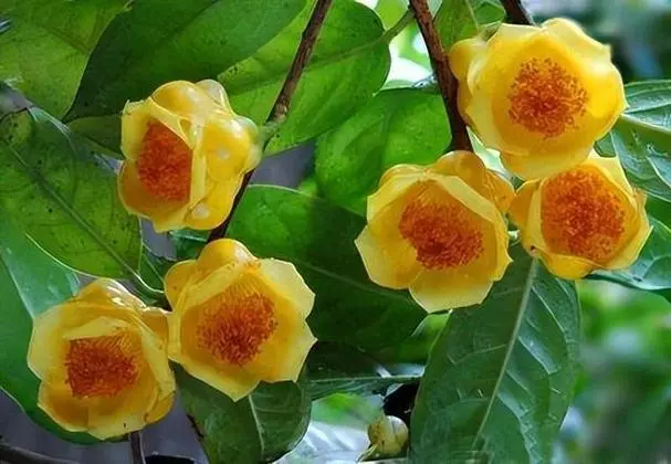金花茶之谜:开花盛宴VS花苞珍藏,哪个才是泡水养生王道?