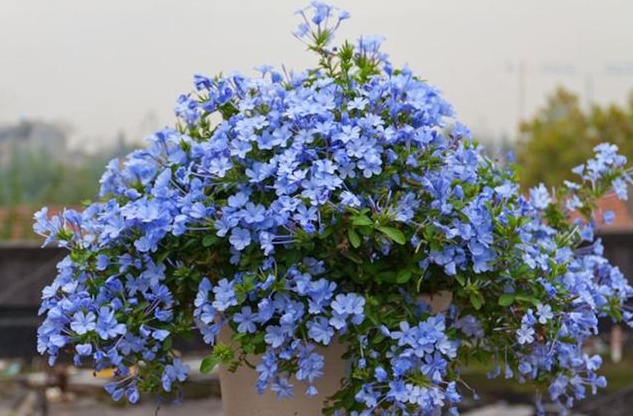 <b>剖析蓝雪花为何被赋予‘凶花’之名，科学解读解开千年误会！</b>