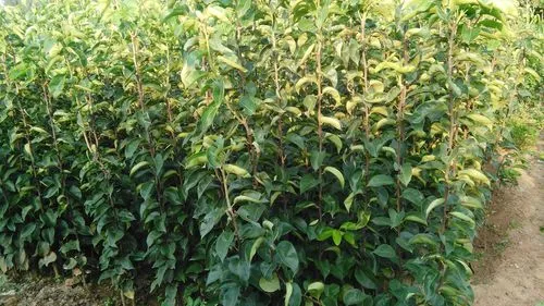 雪梨树苗成长种植日记:五年磨一剑满园飘香迎丰收年