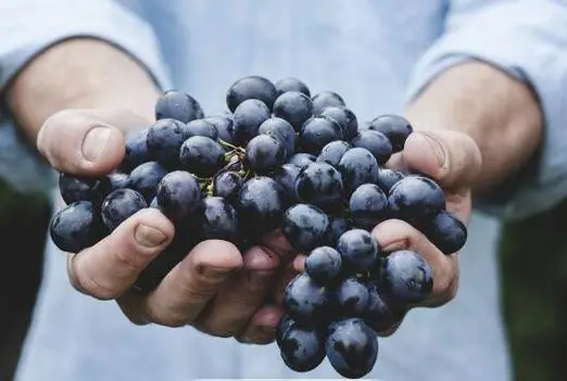 蓝莓热性与凉性之谜,科学食用清热又养颜
