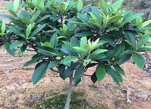 种植枇杷树喜阴还是喜阳?如何打造枇杷最佳生长环境?