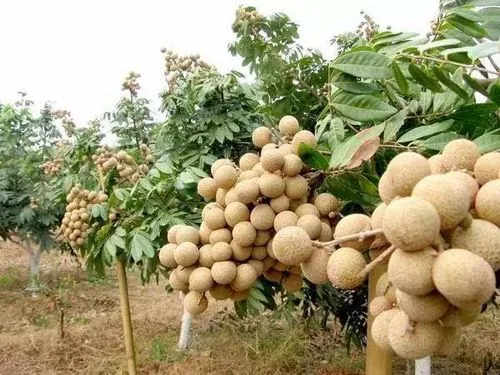 桂圆树种植最佳气候土壤条件,轻松收获甜美果实
