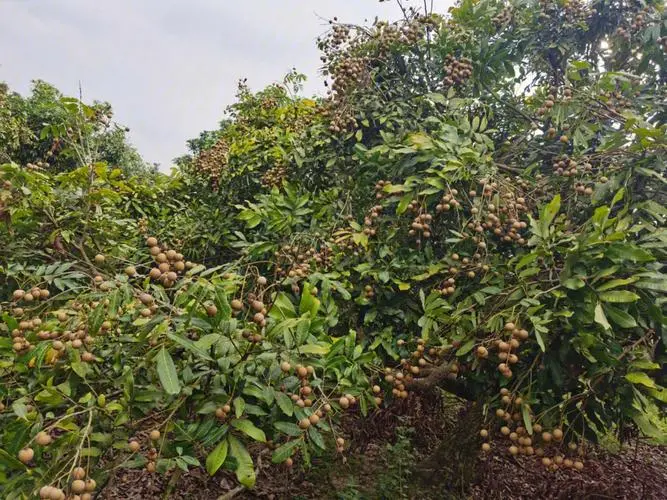桂圆树种植最佳气候土壤条件,轻松收获甜美果实