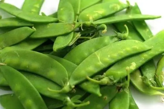 荷兰豆没熟会中毒吗?如何安全食用荷兰豆,避免“豆”你玩