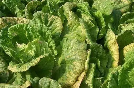 <b>白菜种植常见的病虫害防治方法，专家教你轻松守护菜园健康防线！</b>