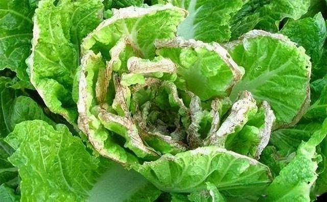 白菜种植常见的病虫害防治方法,专家教你轻松守护菜园健康防线!