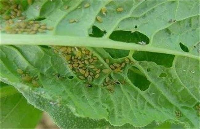 白菜种植常见的病虫害防治方法,专家教你轻松守护菜园健康防线!
