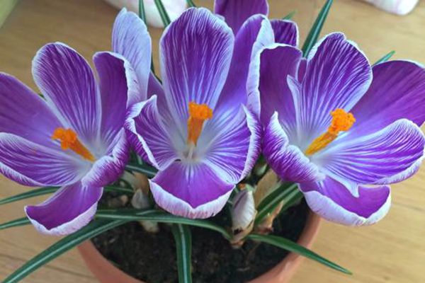 养花需谨慎!番红花毒性揭秘,安全养殖打造居家花园