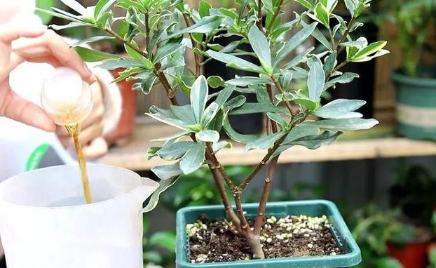 <b>拯救瑞香花叶子下垂变软，专家教你养护方法改善养护困扰</b>