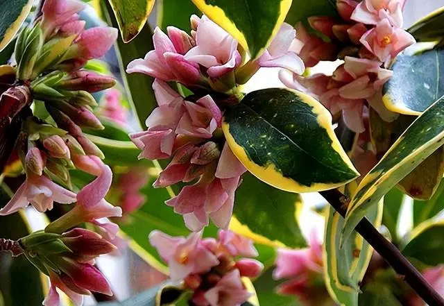 拯救瑞香花叶子下垂变软,专家教你养护方法改善养护困扰