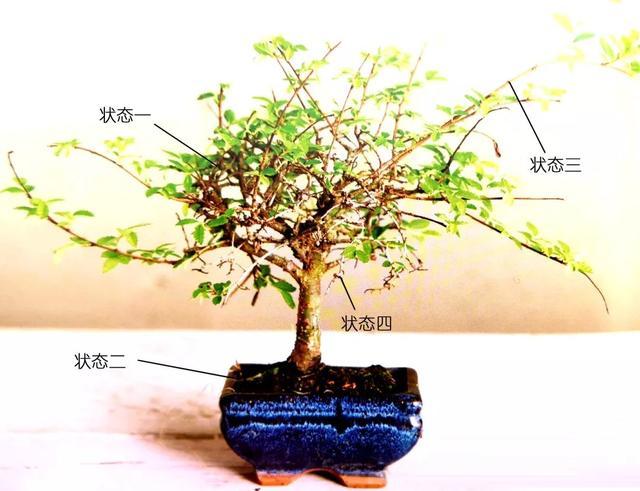 探春花修剪造型指南图解,一剪一世界,美出春日限定款!